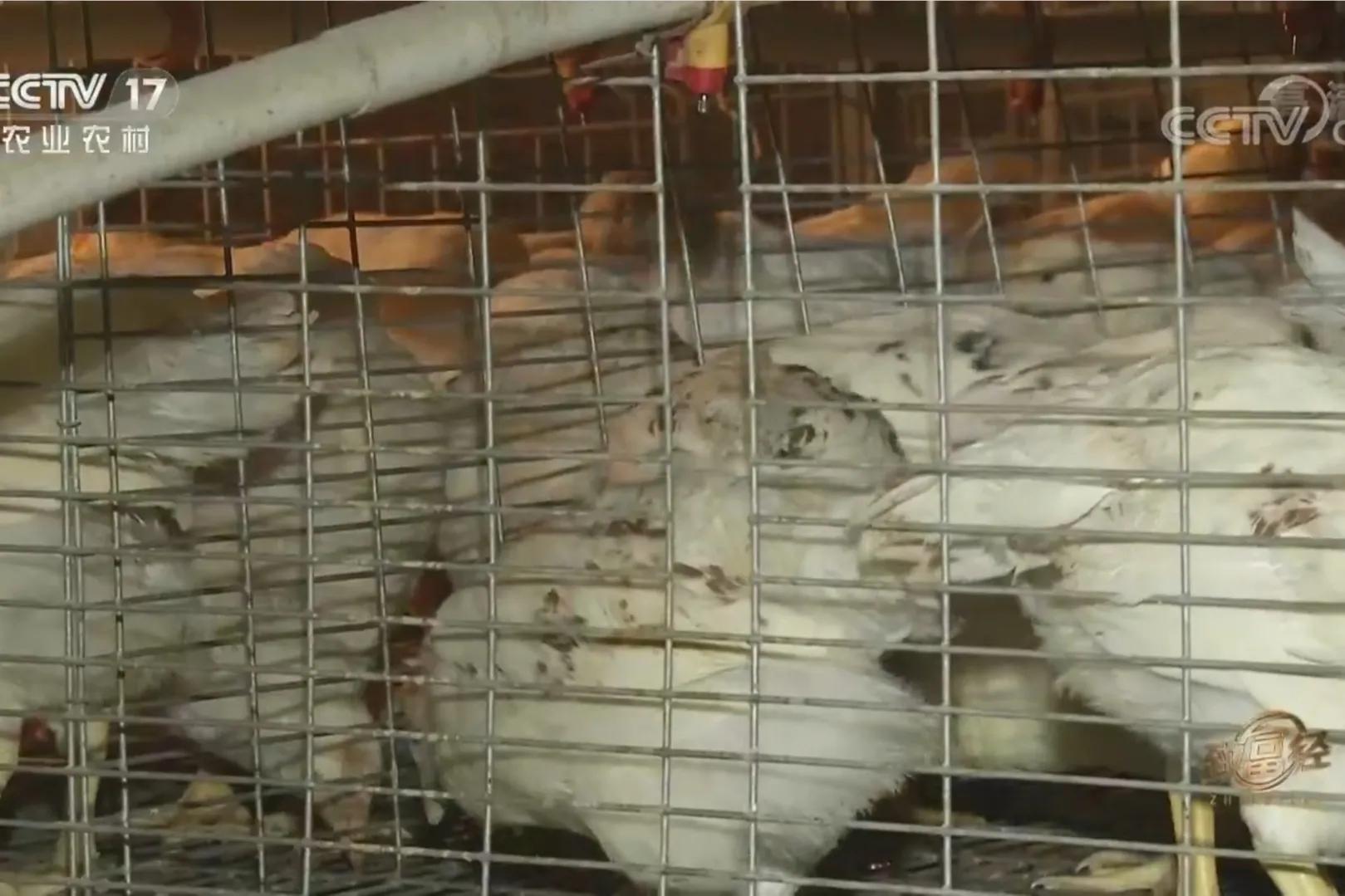 承包荒山致富的例子,美女承包52亩山地