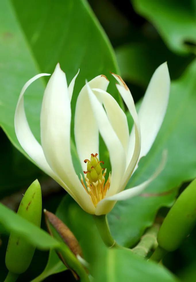 国色天香秀色可餐的美女 (秀色可餐与国色天香)