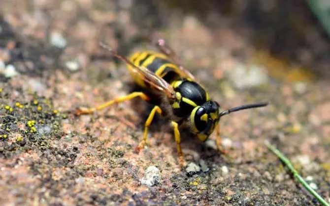 150元一斤，被叫做“天上人参”，被蛰很危险，却很好吃