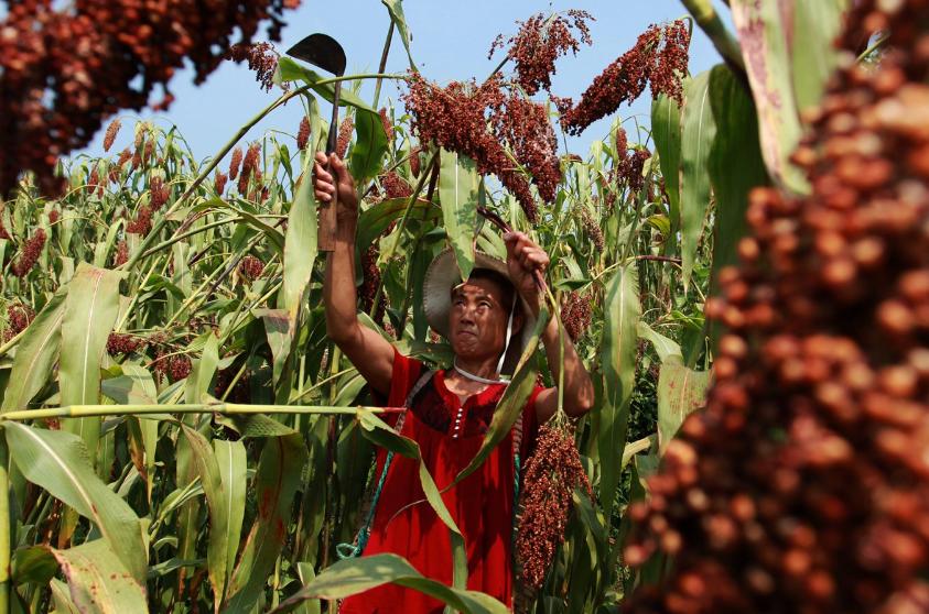 五谷杂粮有多少种豆类,五谷杂粮都有哪些豆类