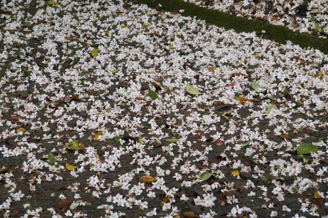 楠溪油桐花如雪图片,油桐花开与气候