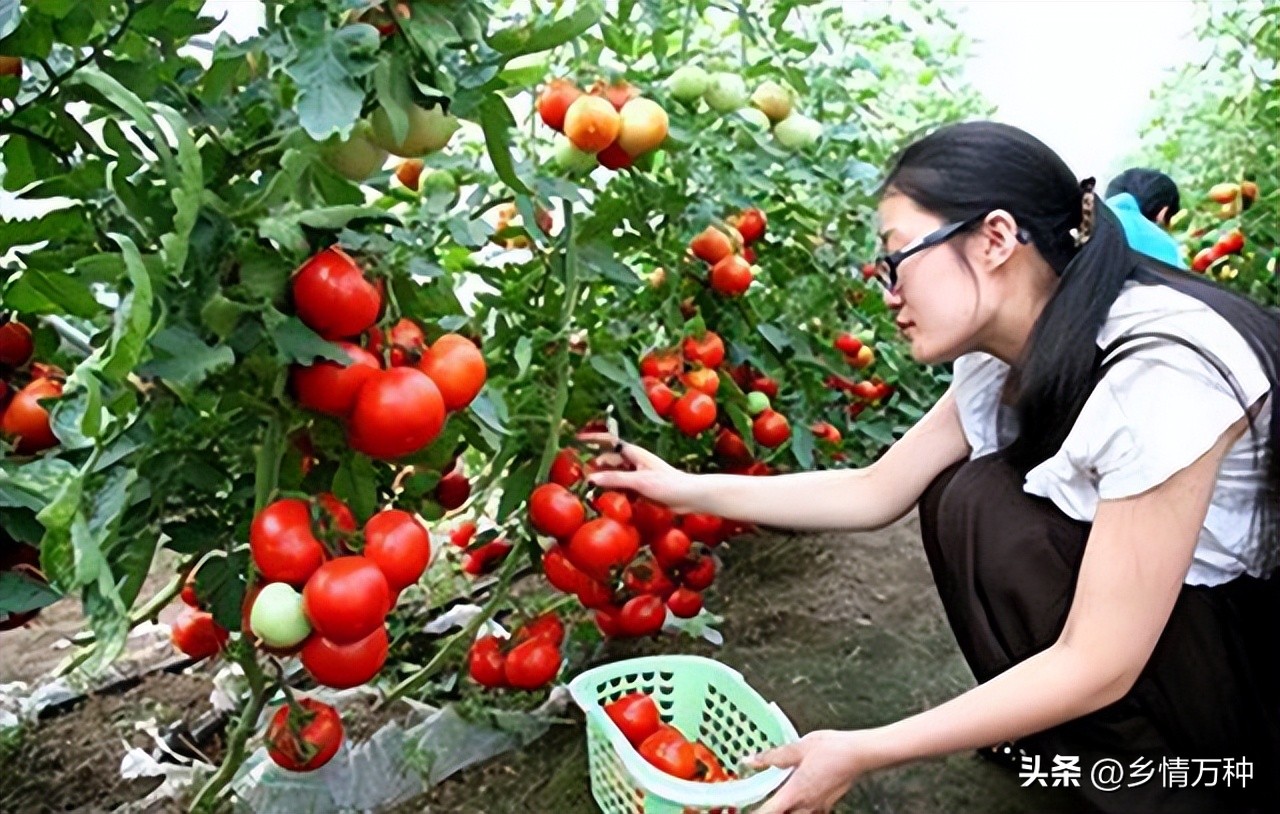 自给自足：在家种植水果蔬菜的经济益处