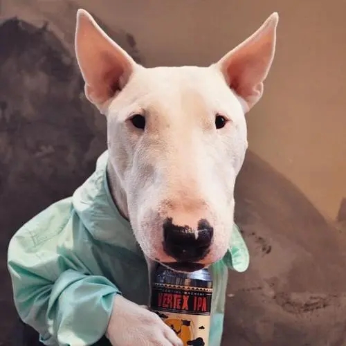 建议新手养的10种小型犬性格好的,便宜好养的五种小型犬