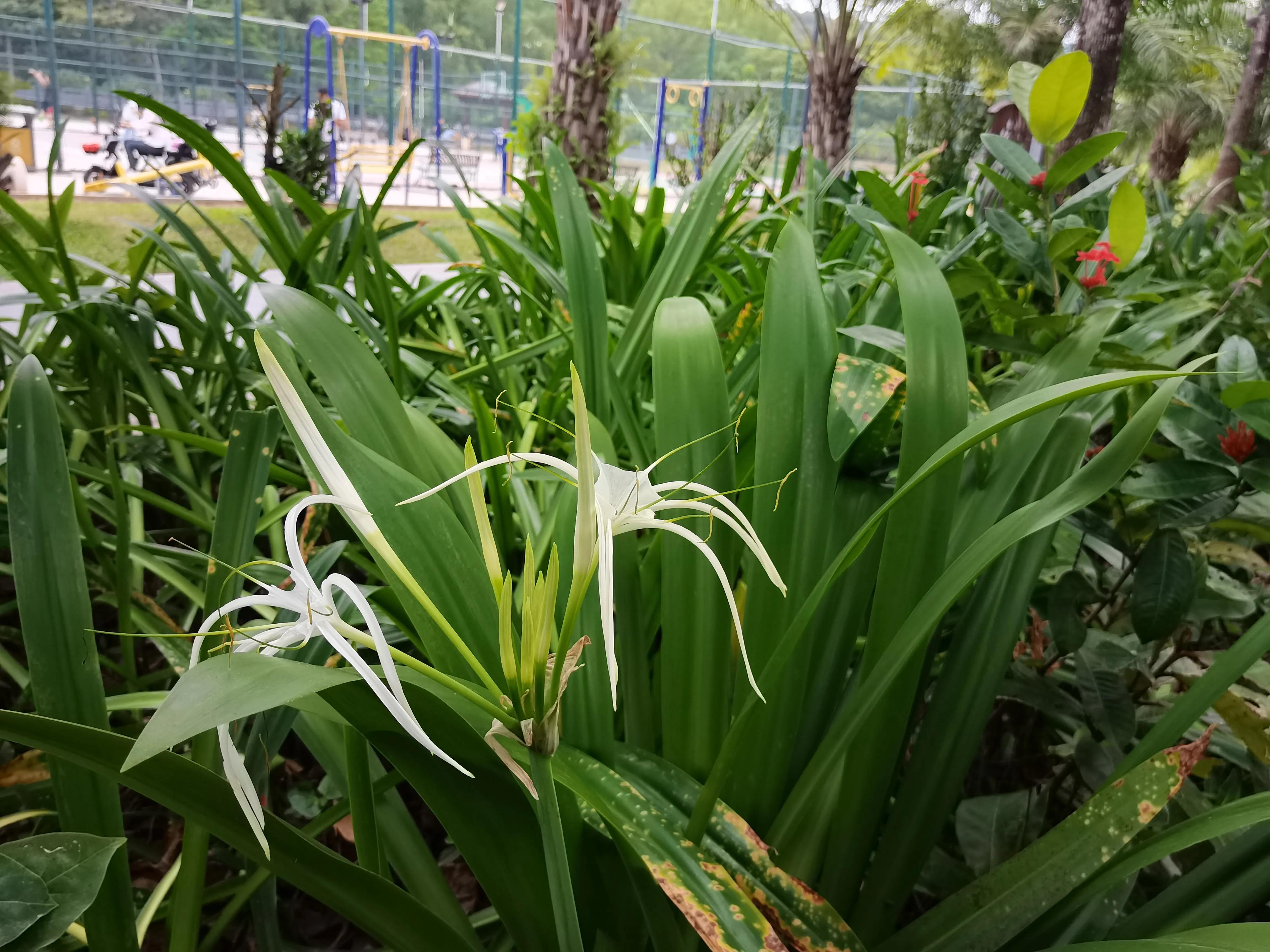 冬天海南风景视频,冬季的海南