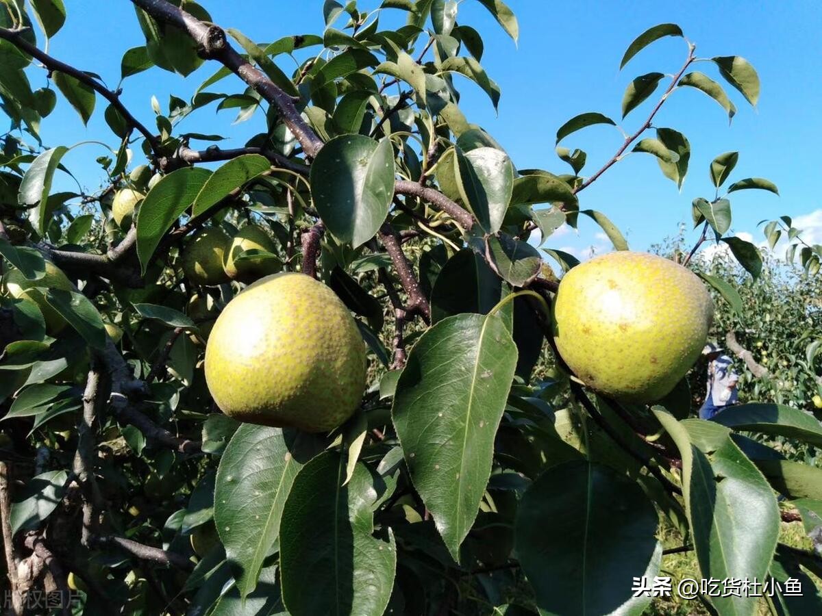 真正的江苏盐城有什么特产,盐城最出名的特产有哪些