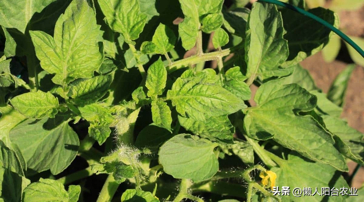 阳台西红柿长得高但不结果,光照不足西红柿疯长不结果怎么办