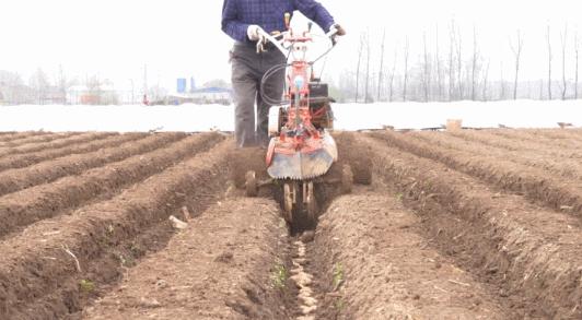 抢抓好时节乡亲种出美好“姜”来