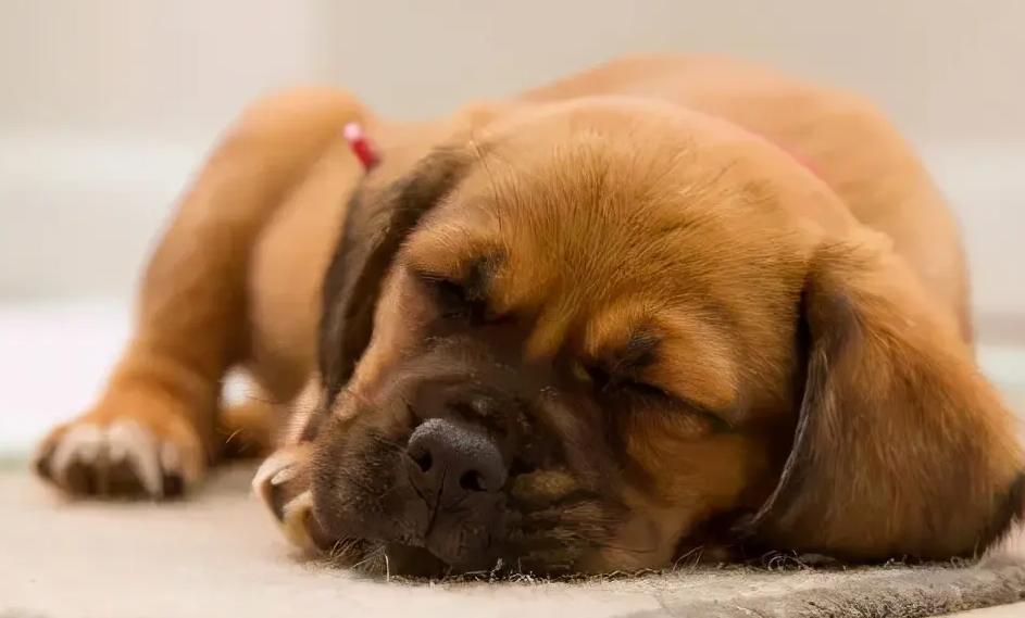 狗狗细小第十天还拉稀腥臭,狗狗初期细小拉稀可以用吗丁啉吗