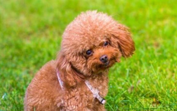 泰迪狗大便软怎么回事,泰迪狗狗便便软是怎么回事