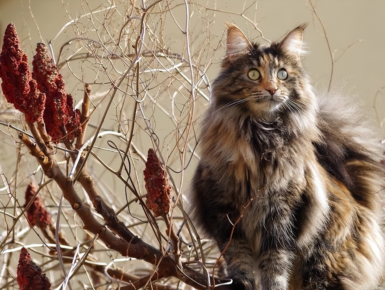 猫界智商最高的5种猫,盘点5种高智商猫咪