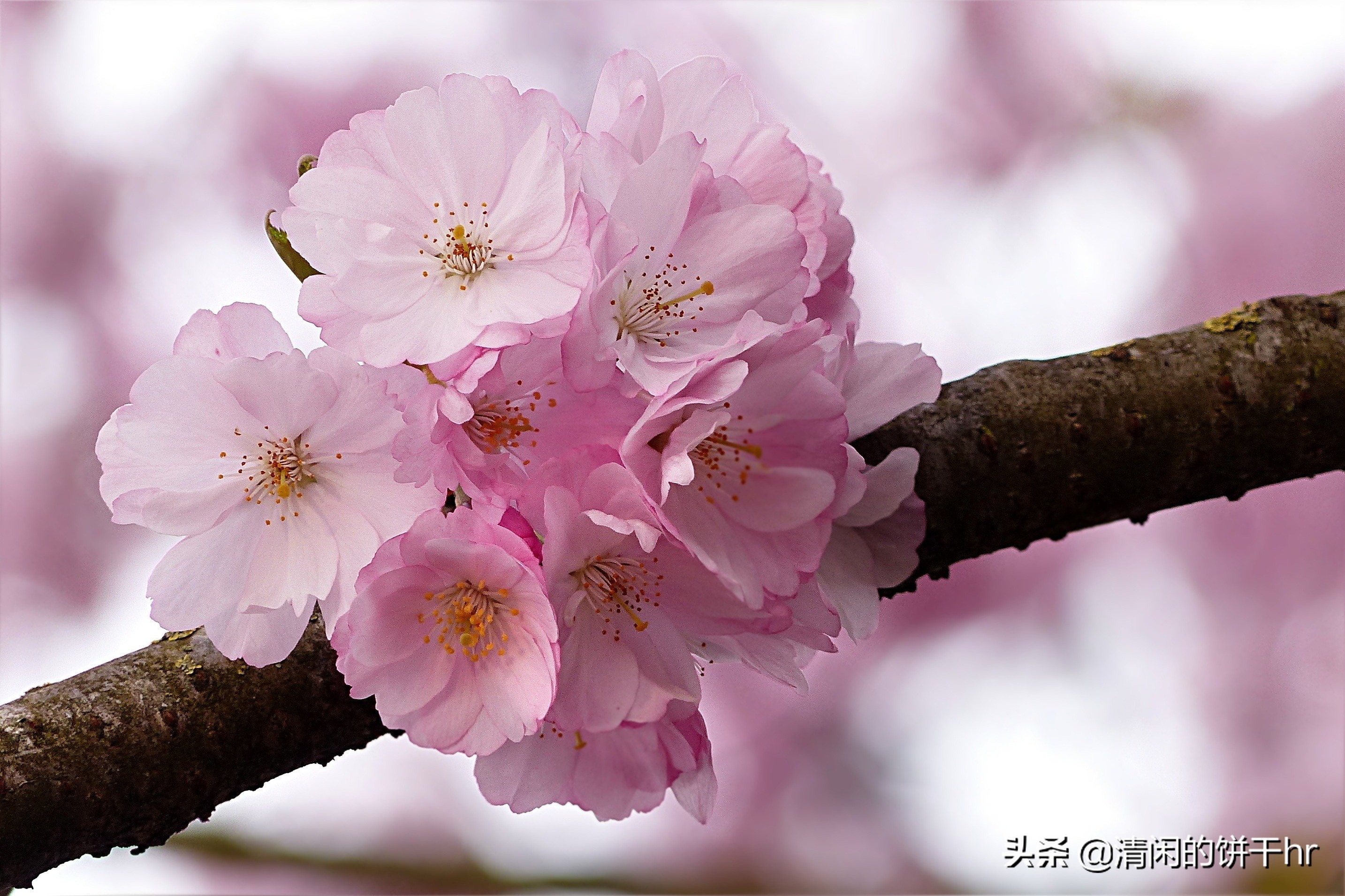 淡雅书香梅花唯美图片,淡雅梅花花卉图片