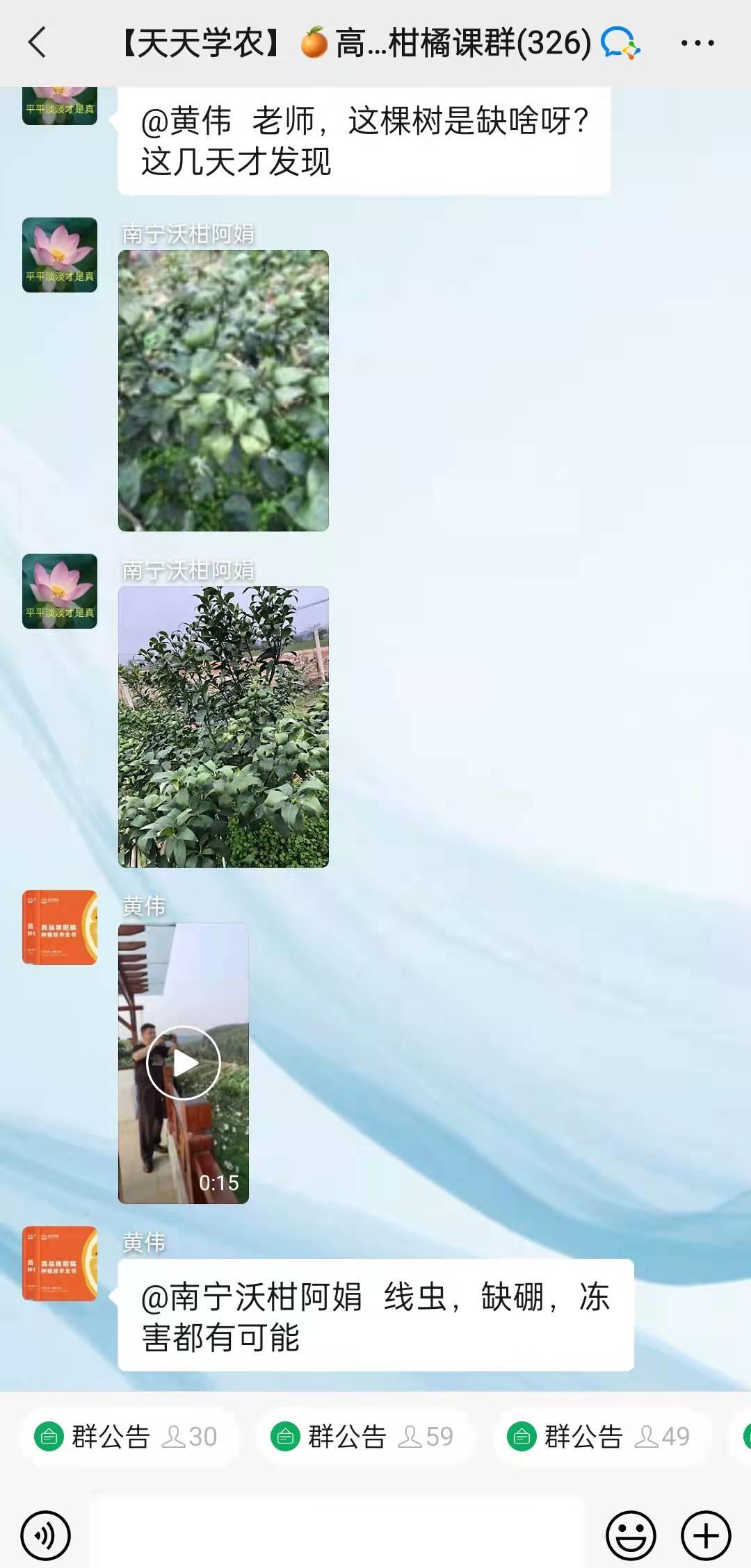 回老家创业种柑橘,大学生创业种柑橘