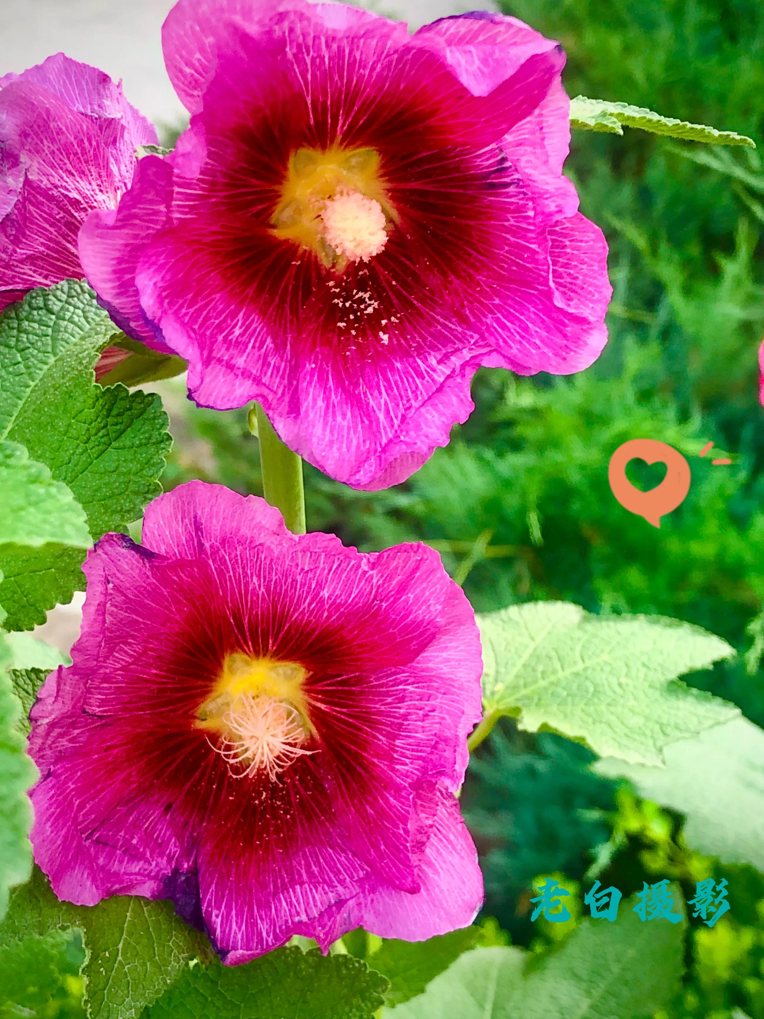 生活的极致就是化繁为简,极简是一种生活态度越简单越精致