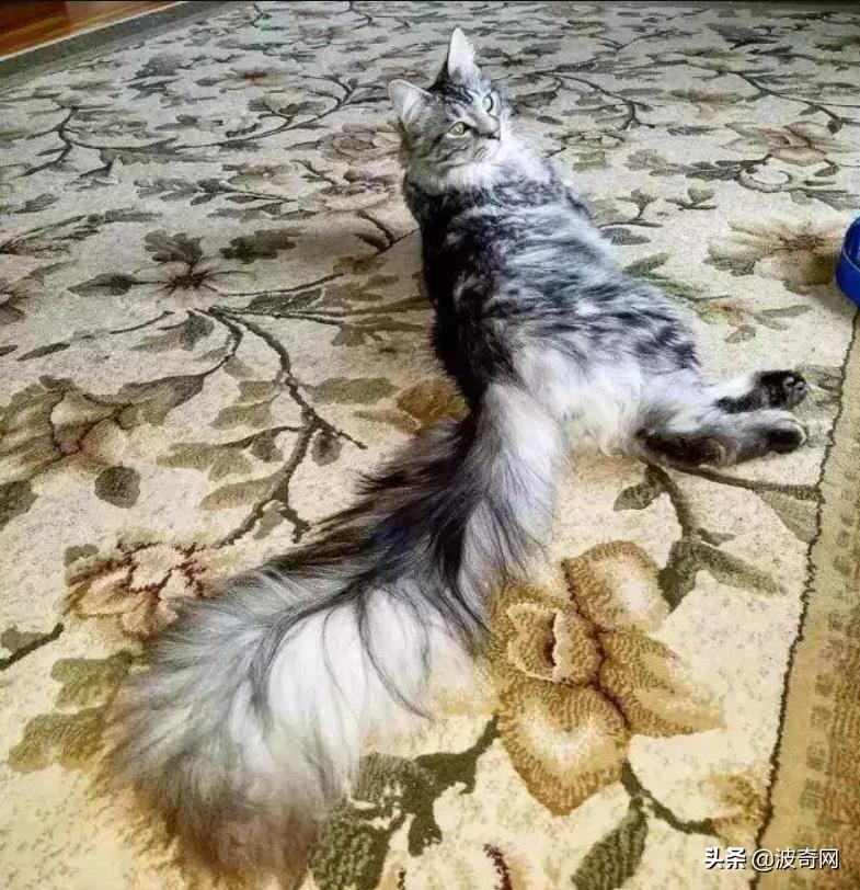 俄罗斯大块头猫咪,来自俄罗斯的猫