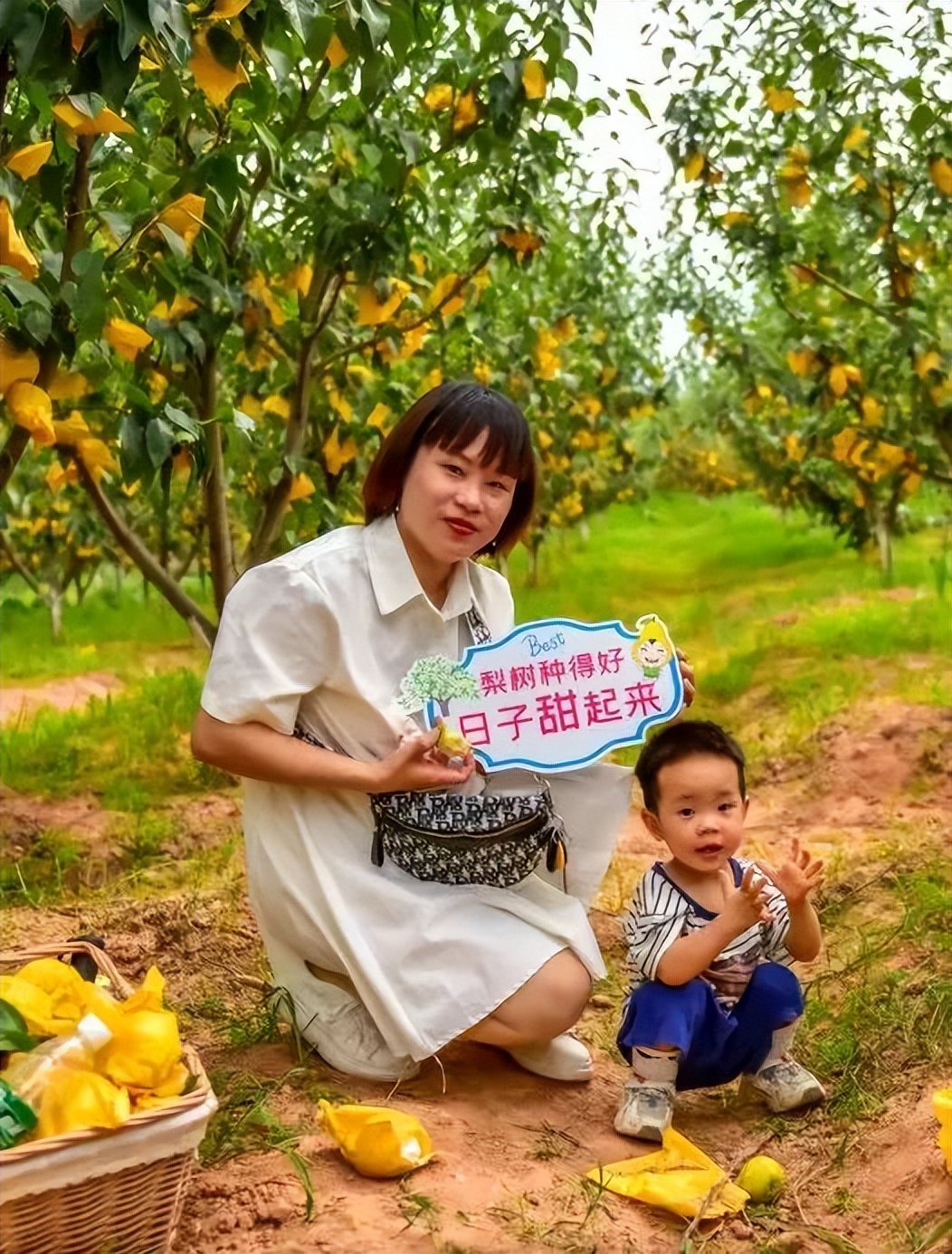 五一期间金堂附近水果采摘,欢迎光临金堂县万亩果园观光采摘