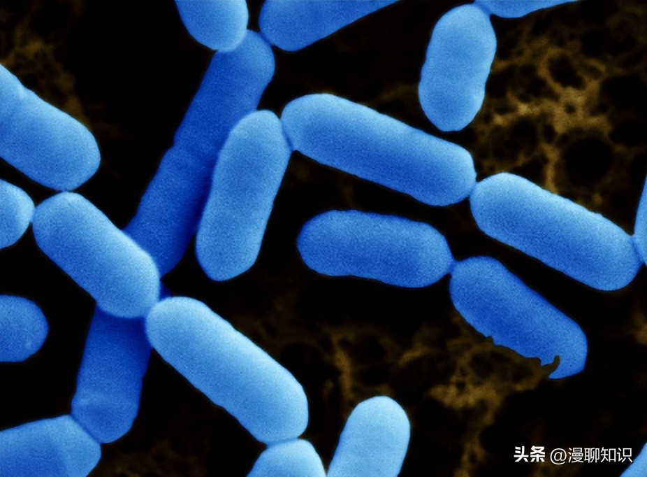 乳酸菌是一种还是一群细菌,乳酸菌是什么东西