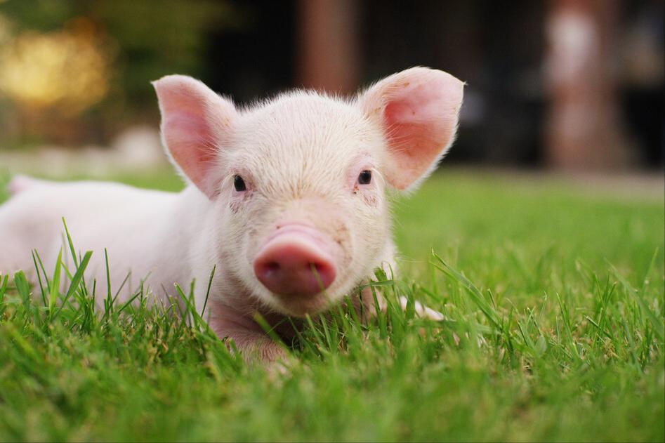 仔猪伪狂犬不能站立咋处理,猪伪狂犬怎么治