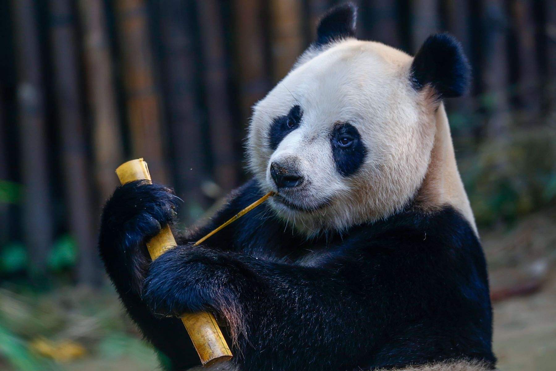 大熊猫只有中国养得起吗,大熊猫一年花费多少