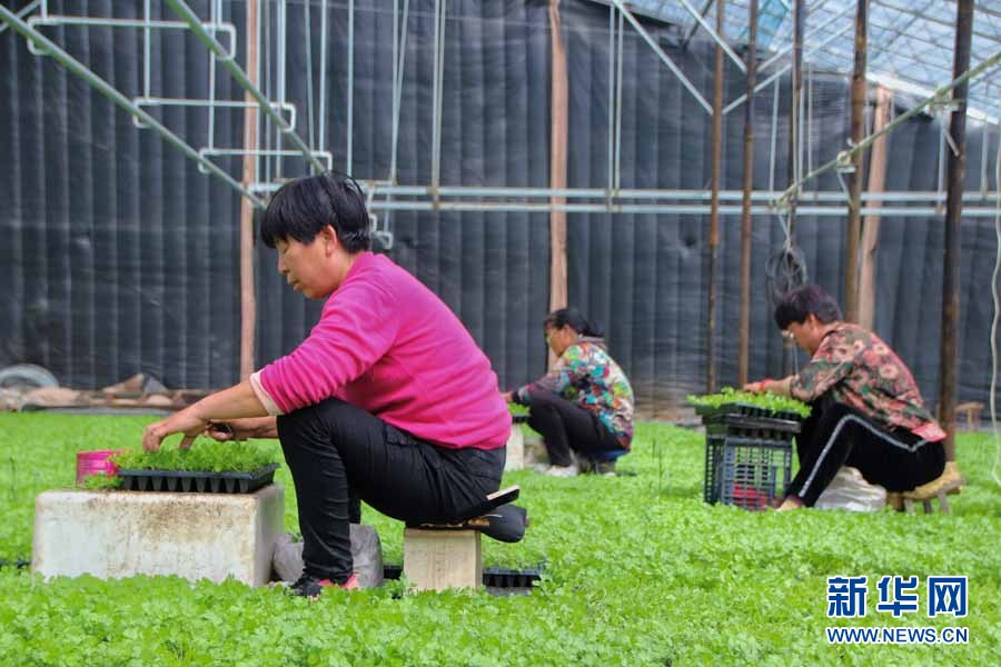 辛巴助力探索扶贫助农新路子,辛巴辛有志公益助农助力乡村振兴