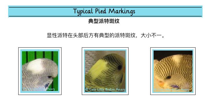 虎皮鹦鹉基因原理,虎皮鹦鹉钴基因