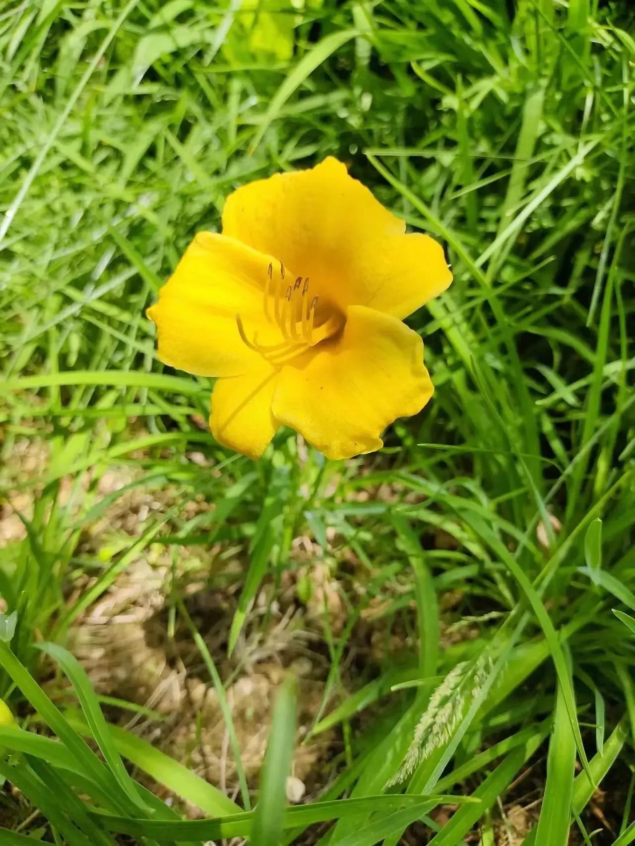 优美的萱草花,大花萱草好看的品种