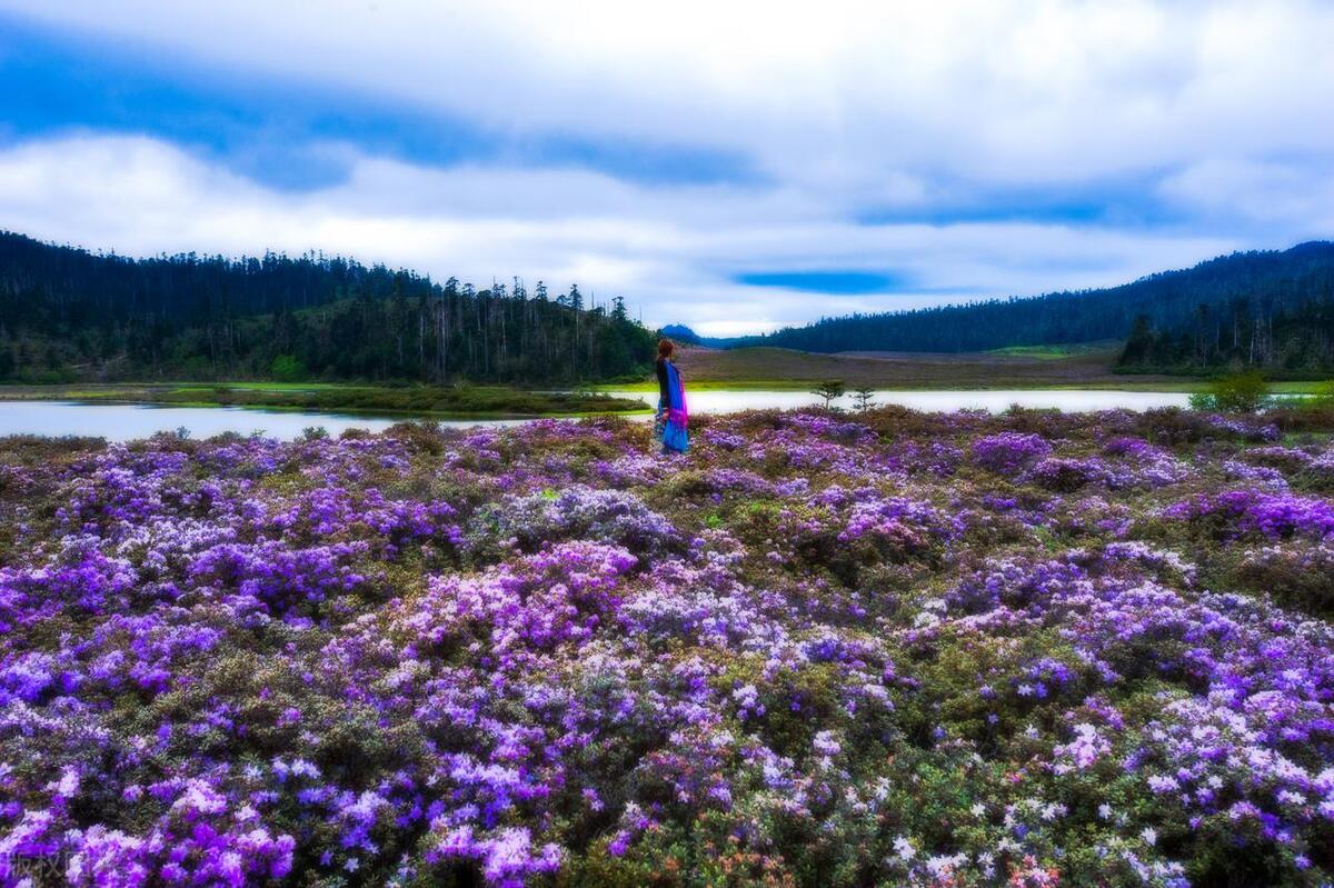 香格里拉最值得去的景点排名,香格里拉旅游必去的十大景点