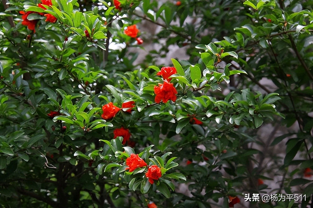 端午节诗句,端午唯美诗句