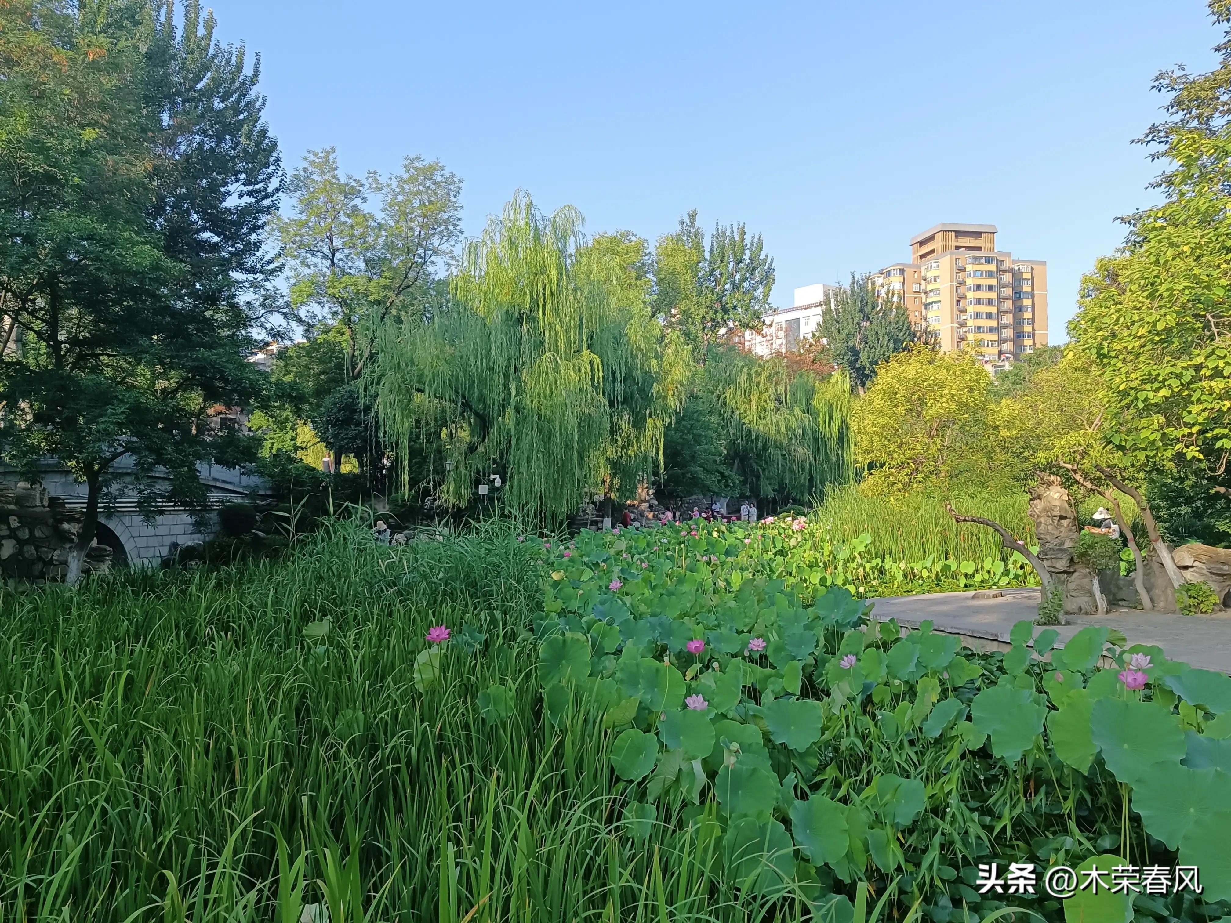 莲湖公园看荷花几点合适,莲湖公园荷花怎么走