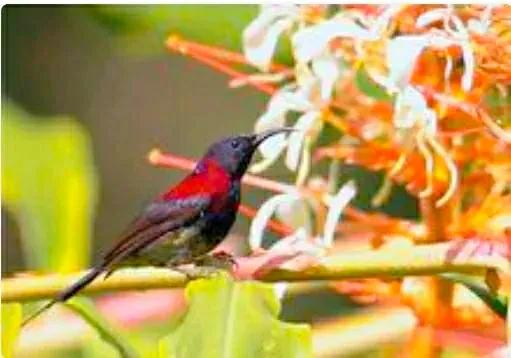 现实里的真正的凤凰,你见过真正的凤凰吗