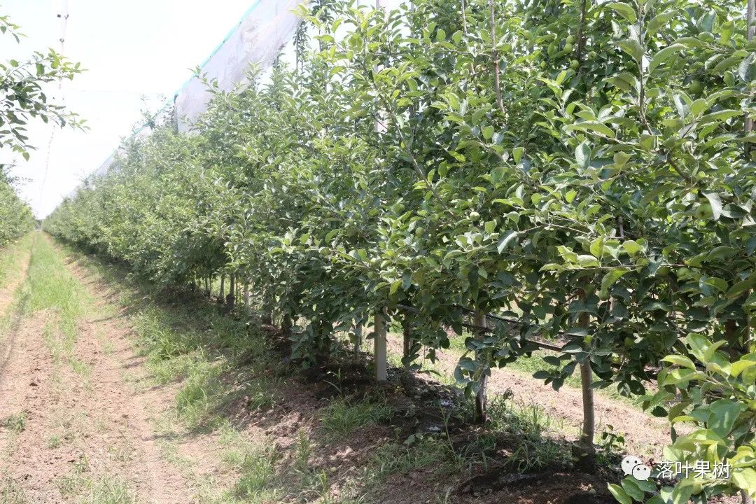 果树快速生长调节剂,植物生长调节剂果树专用