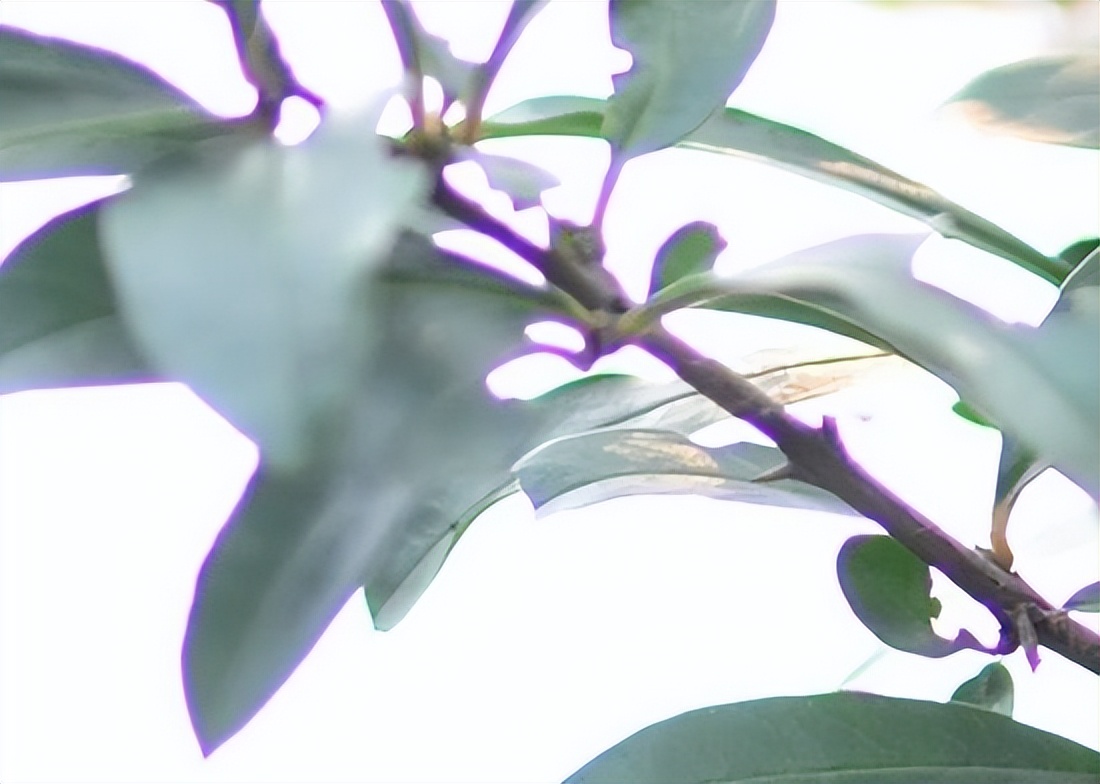 照片放大后变黑了怎么办,照片放大黑屏怎么解决