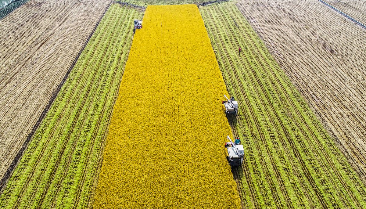 江苏人喝什么牌子口粮白酒,江苏人廉价口粮酒