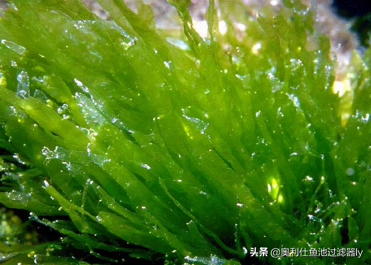 锦鲤鱼池多久换一次水,锦鲤水浑浊绿