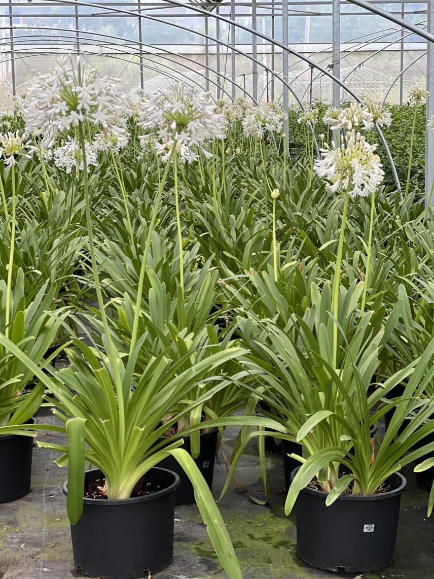 园艺电商怎么做好销售的,园艺电商怎么做得快呢视频