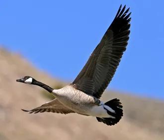 远飞的大雁简谱,远飞的大雁有声简谱