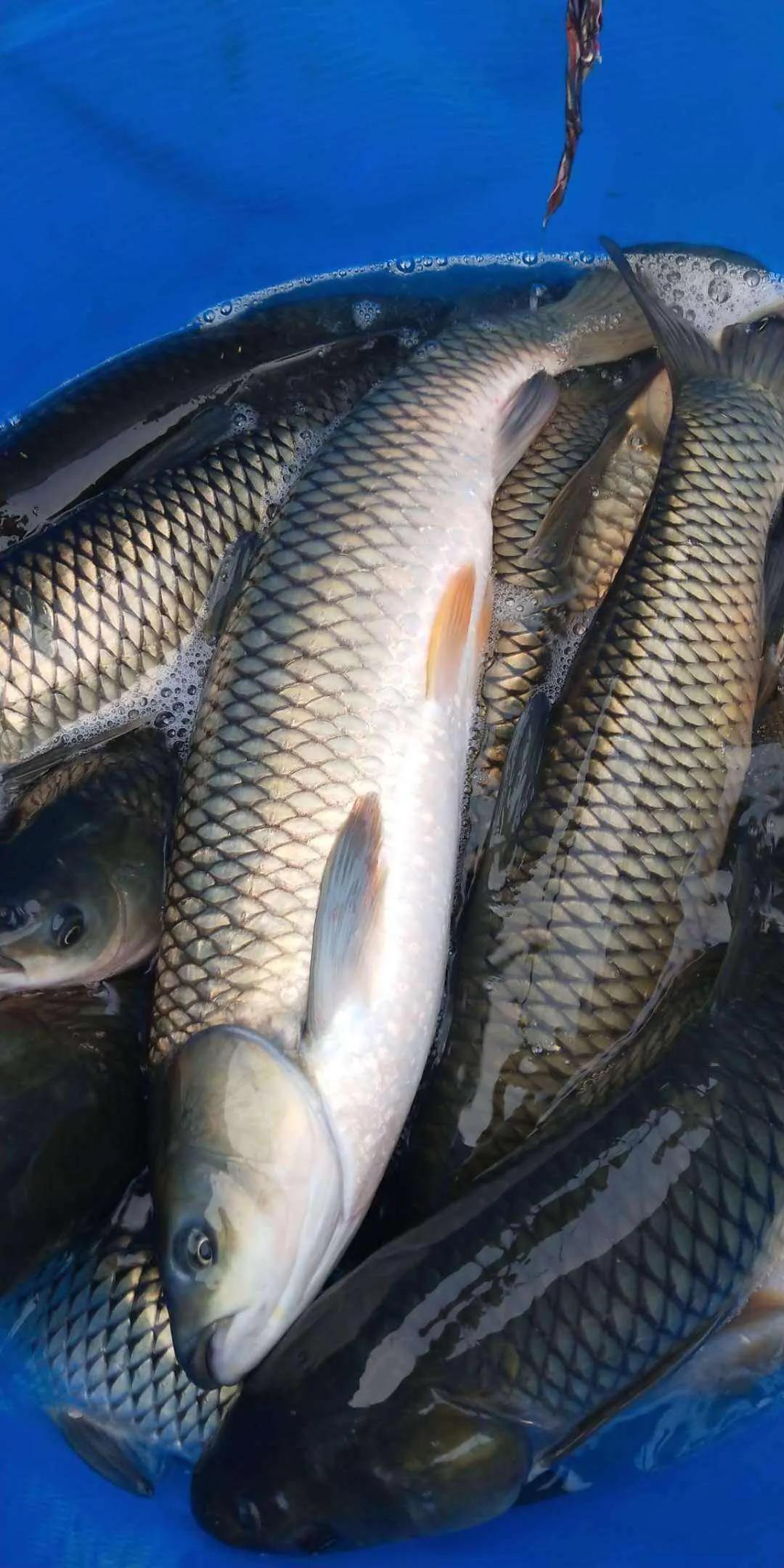 鱼类菜肴大全,鱼类食材大全