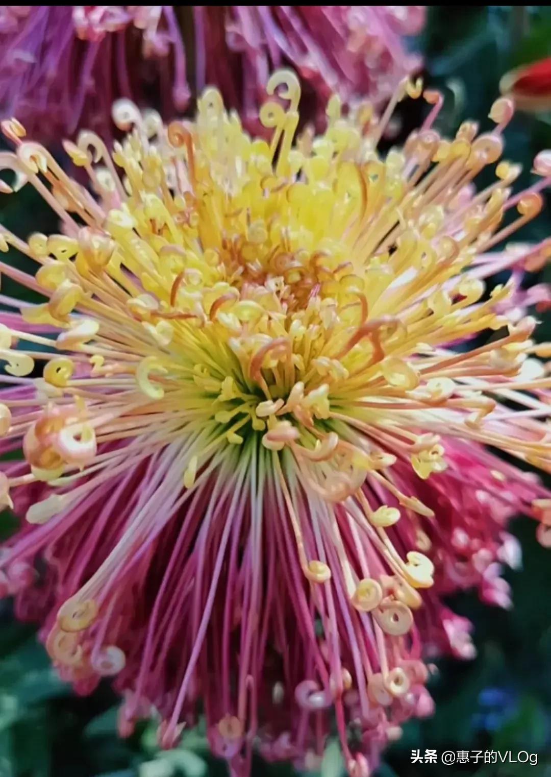 每朵花儿都有它盛开的意义,每一朵花开都有它的意义