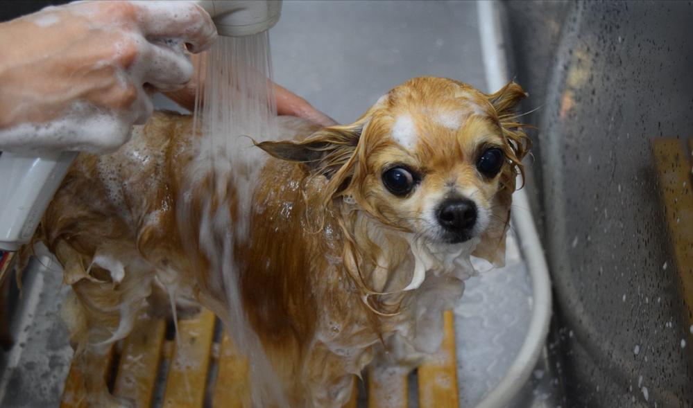 为什么大多数人都讨厌吉娃娃,为什么有的人讨厌吉娃娃