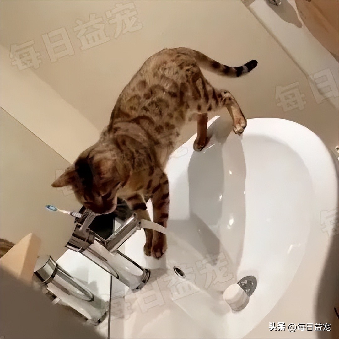 搞笑！豹猫意外将花洒打开，担心被主人发现，这货赶紧手动抢救