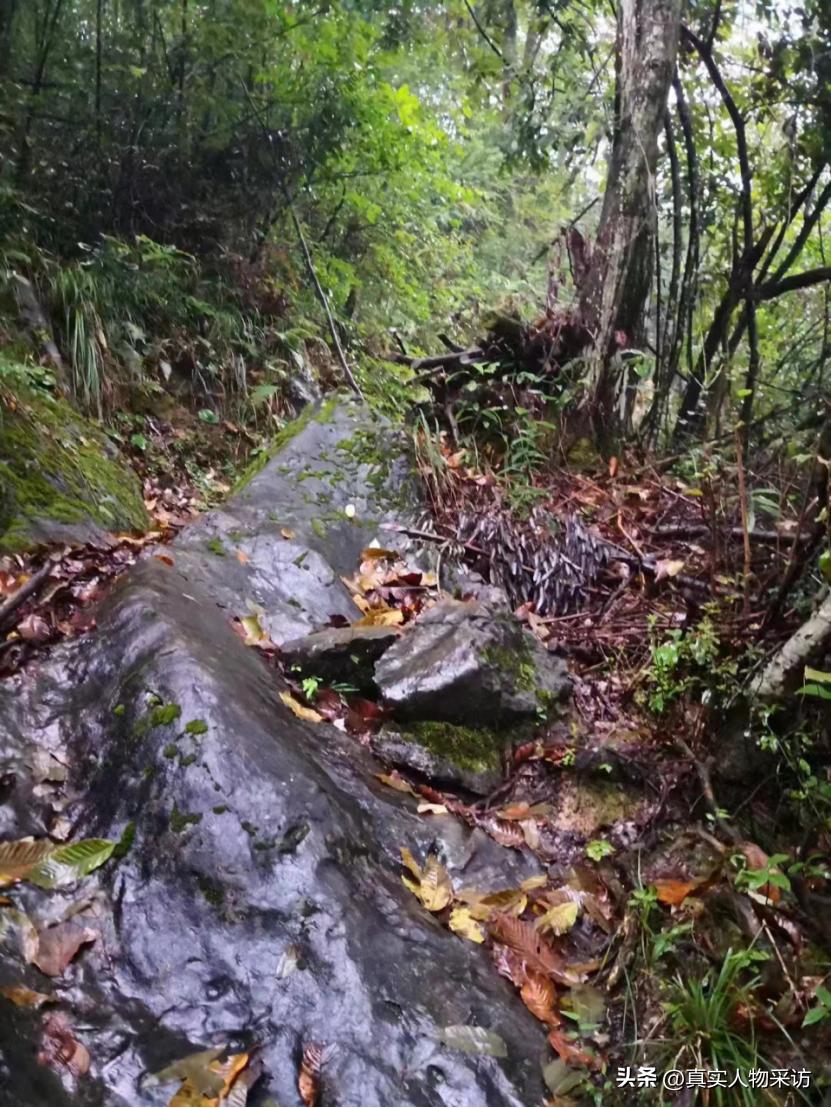 我，湖北人，泰国打拼4年，娶妻生子，买下50亩地，年入700万泰铢