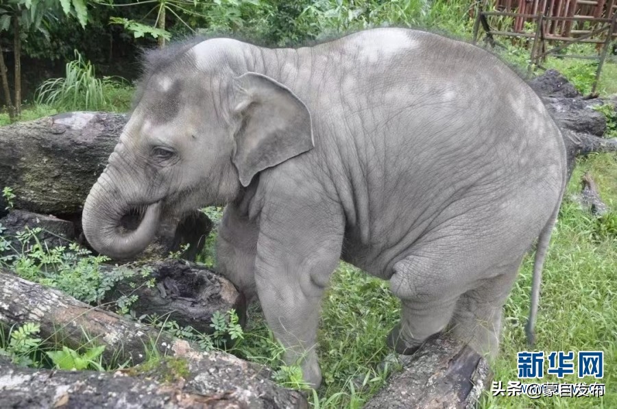 cop15第二次会议,cop15云南会场