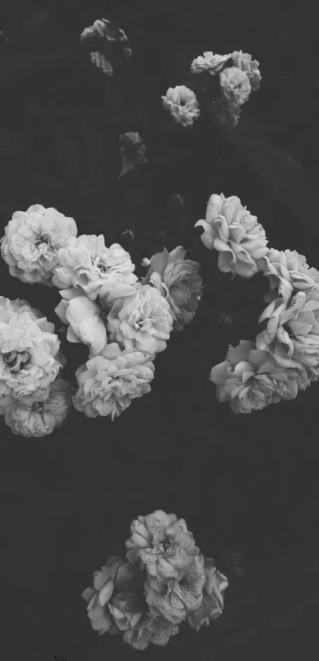 黑白花朵壁纸超清,全屏花朵壁纸无水印黑白