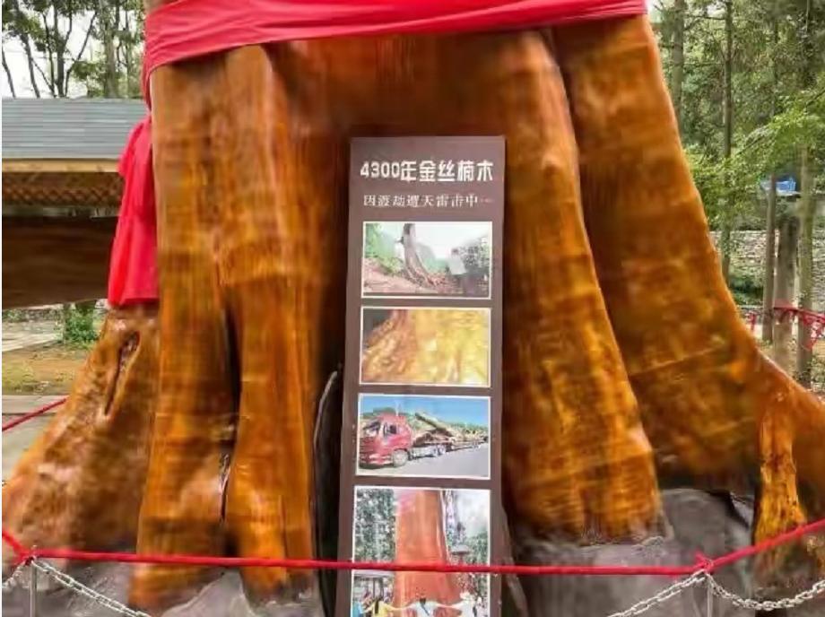 一棵树价值十亿,金丝楠木是最贵的树木吗