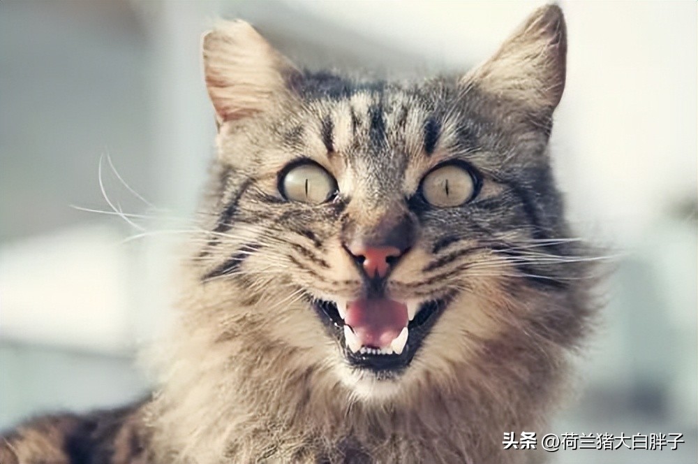 猫咪来月经冷知识,关于猫咪的36个冷知识