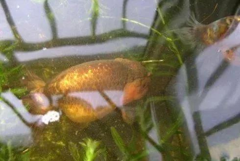 养金鱼什么颜色的最佳,什么水养金鱼最佳