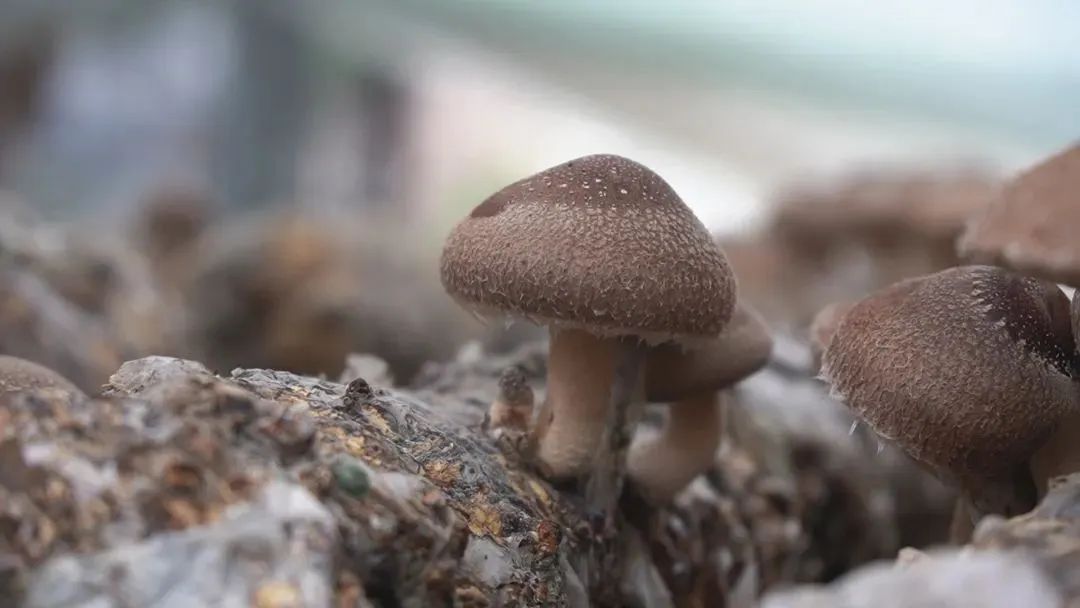 神秘毛南,中国毛南第一乡风景