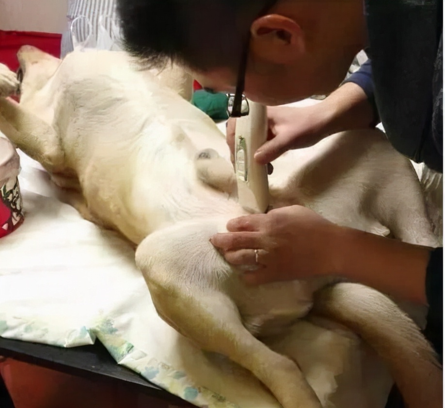 兽医评价宠物寿命,狗狗寿命跟什么有关