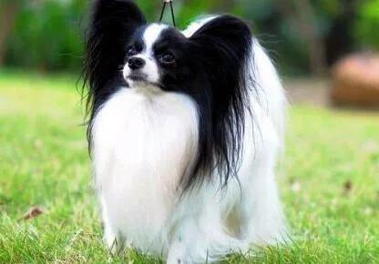 100多种名犬图片大全大图高清,100多种名犬图片大全大图