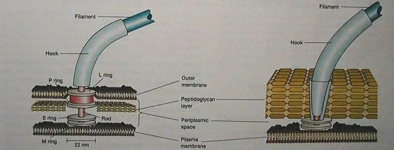 仿生推进器方案,如何制作推进器
