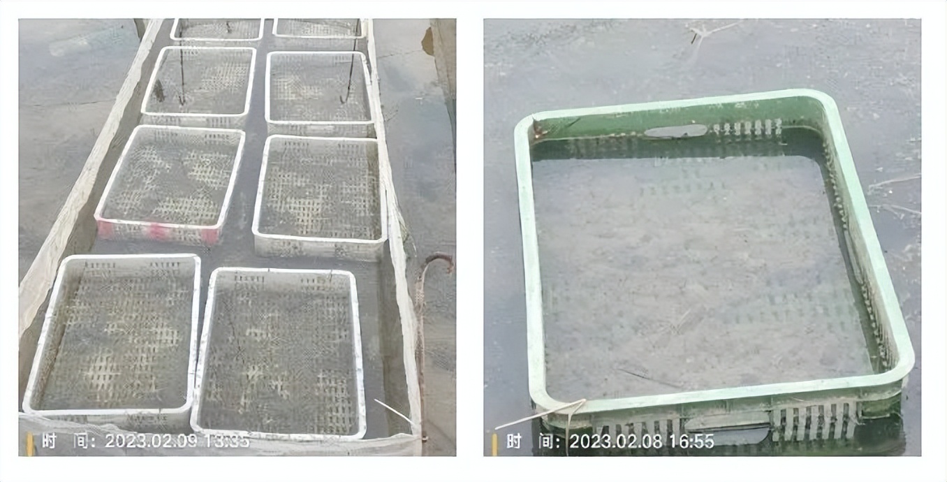 黑斑蛙蝌蚪全周期养殖技术要点